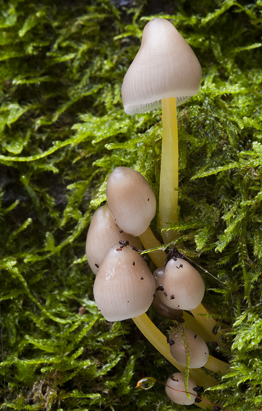 Mycena epipterygia